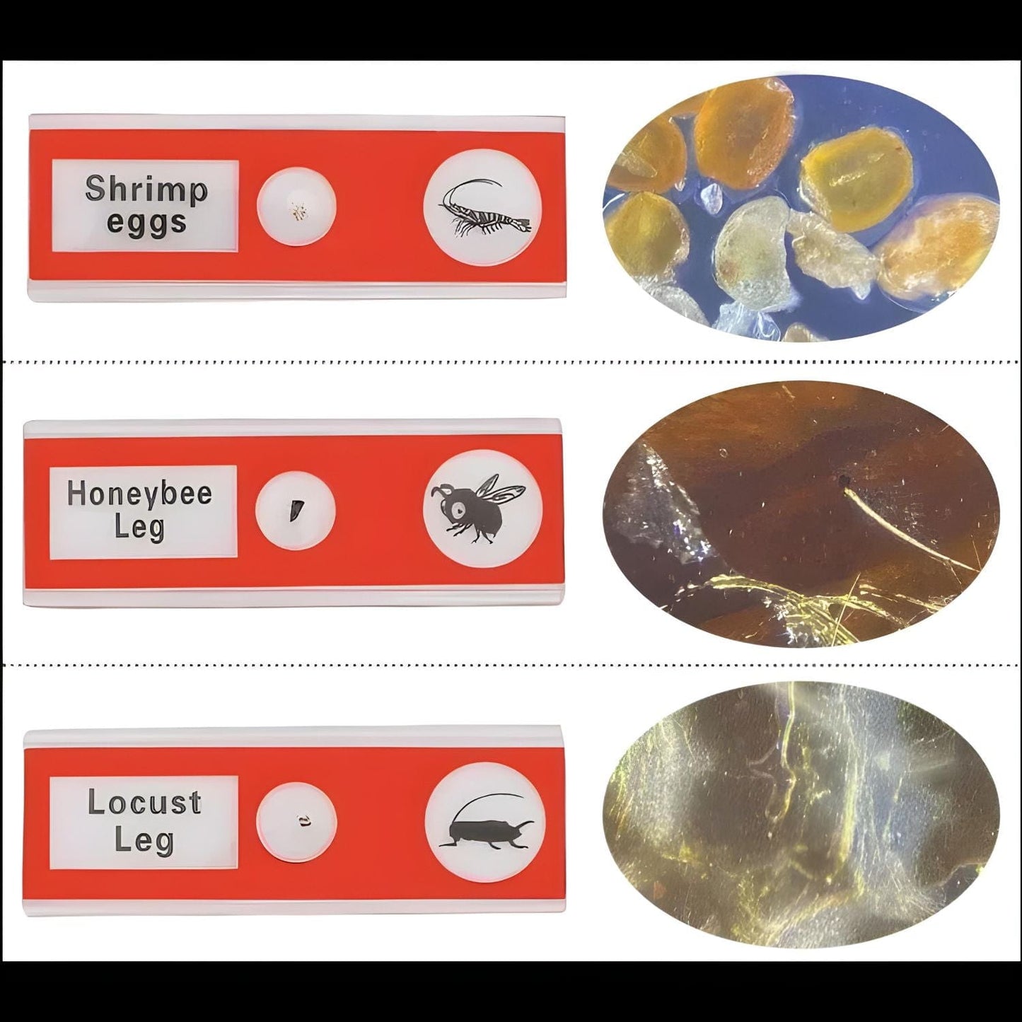 Pièces d'Exceptions Accessoires | Echantillons pour microscope