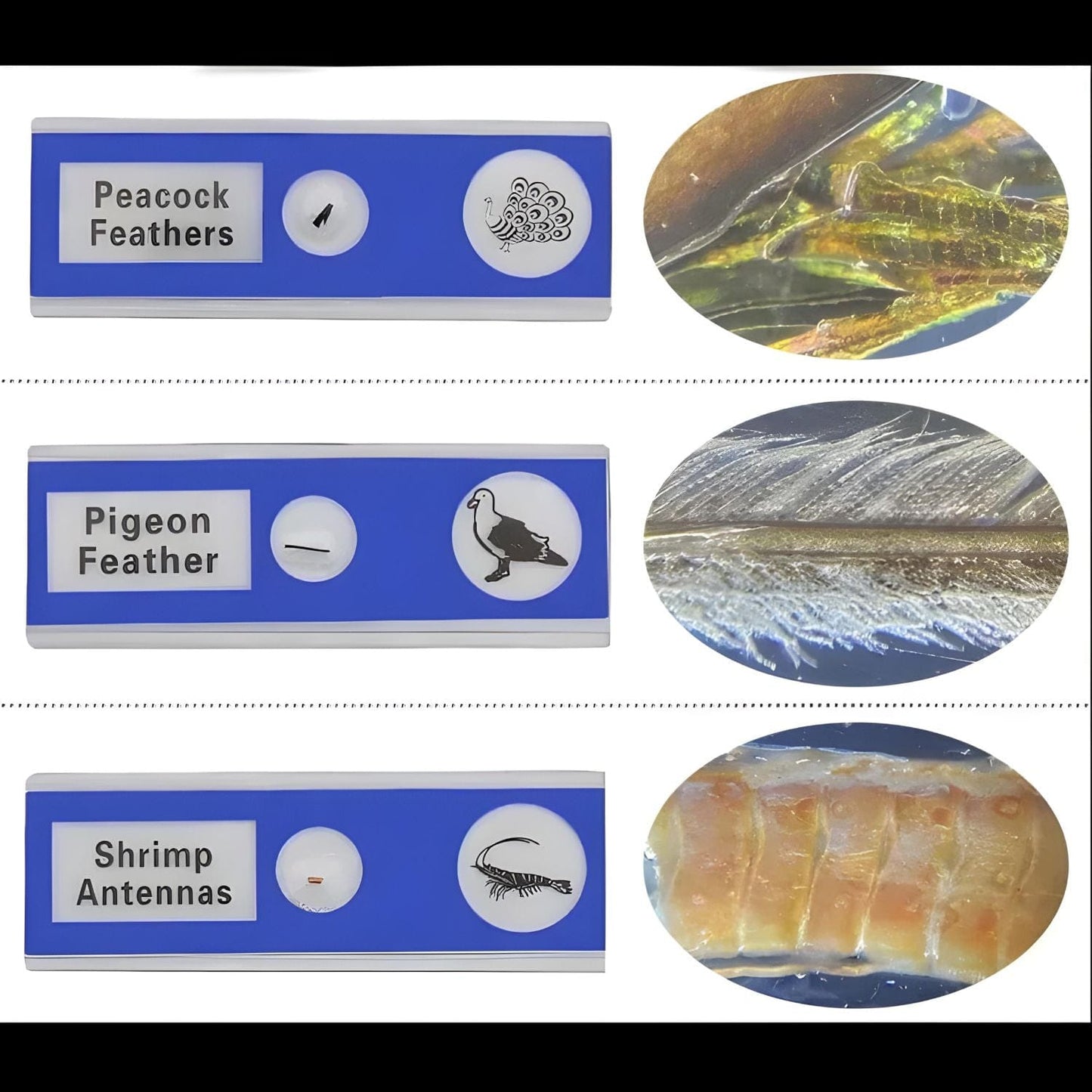 Pièces d'Exceptions Accessoires | Echantillons pour microscope