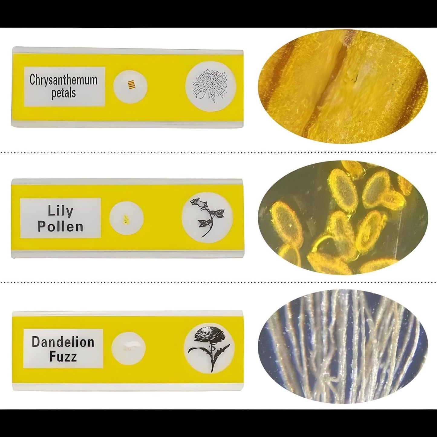 Pièces d'Exceptions Accessoires | Echantillons pour microscope