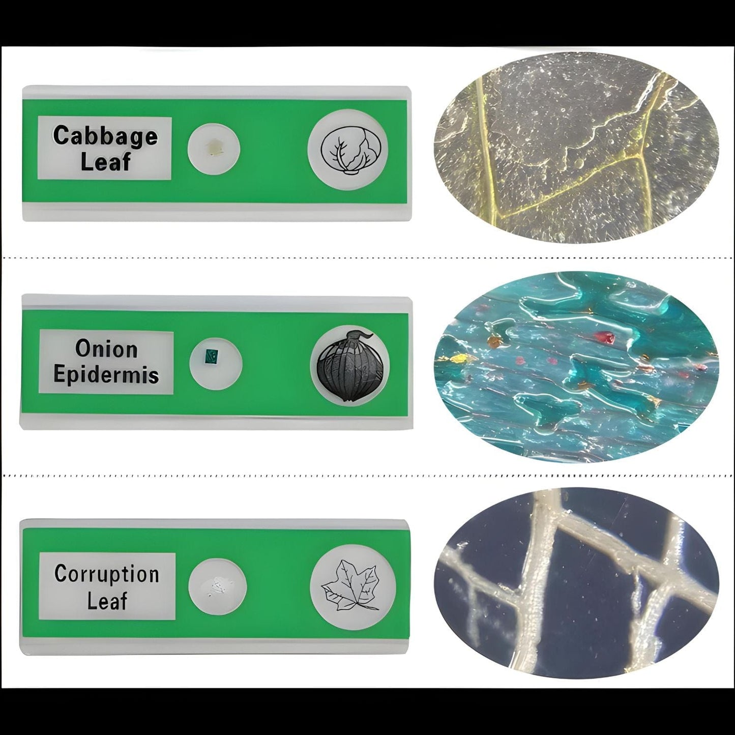 Pièces d'Exceptions Accessoires | Echantillons pour microscope